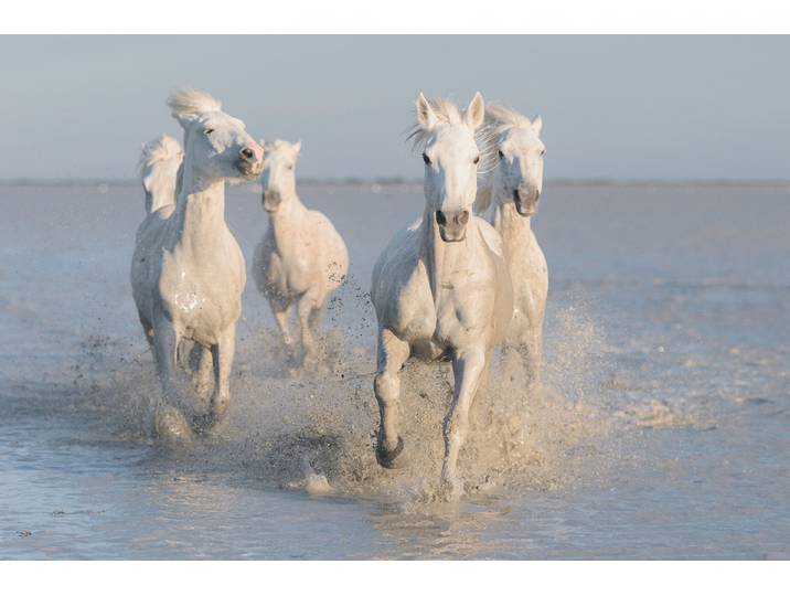 Fototapete PAPERMOON Photo-Art ROSTOVSKIY ANTON, PFERDE , bunt, B:2,5m L:1,86m, Vlies, Tapeten, Fototapete