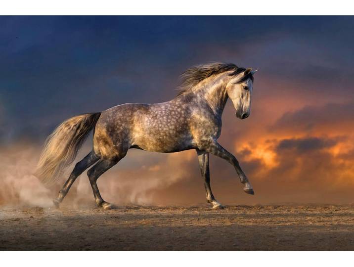 Papermoon Pferd