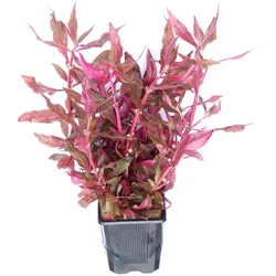 Alternanthera reineckii 'rubinrot' Topf XXL