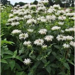 Bienenminze – Monarda hybrida 'Bee-Bright'