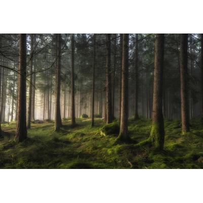 Fototapete PAPERMOON "Photo-Art BENNY PETTERSSON, WALD EIN GEFÜHL VON FRÜHLING", bunt, B:4,5m L:2,8m, Vlies, Tapeten