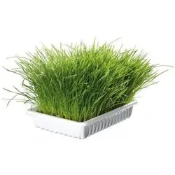 TRIXIE Katzengras in einer Schachtel mit 100 g