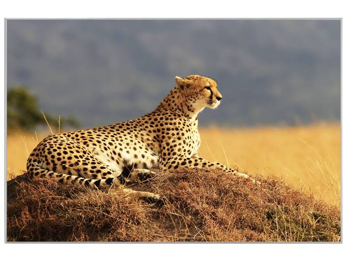 Bild mit Rahmen Gepard image LAND