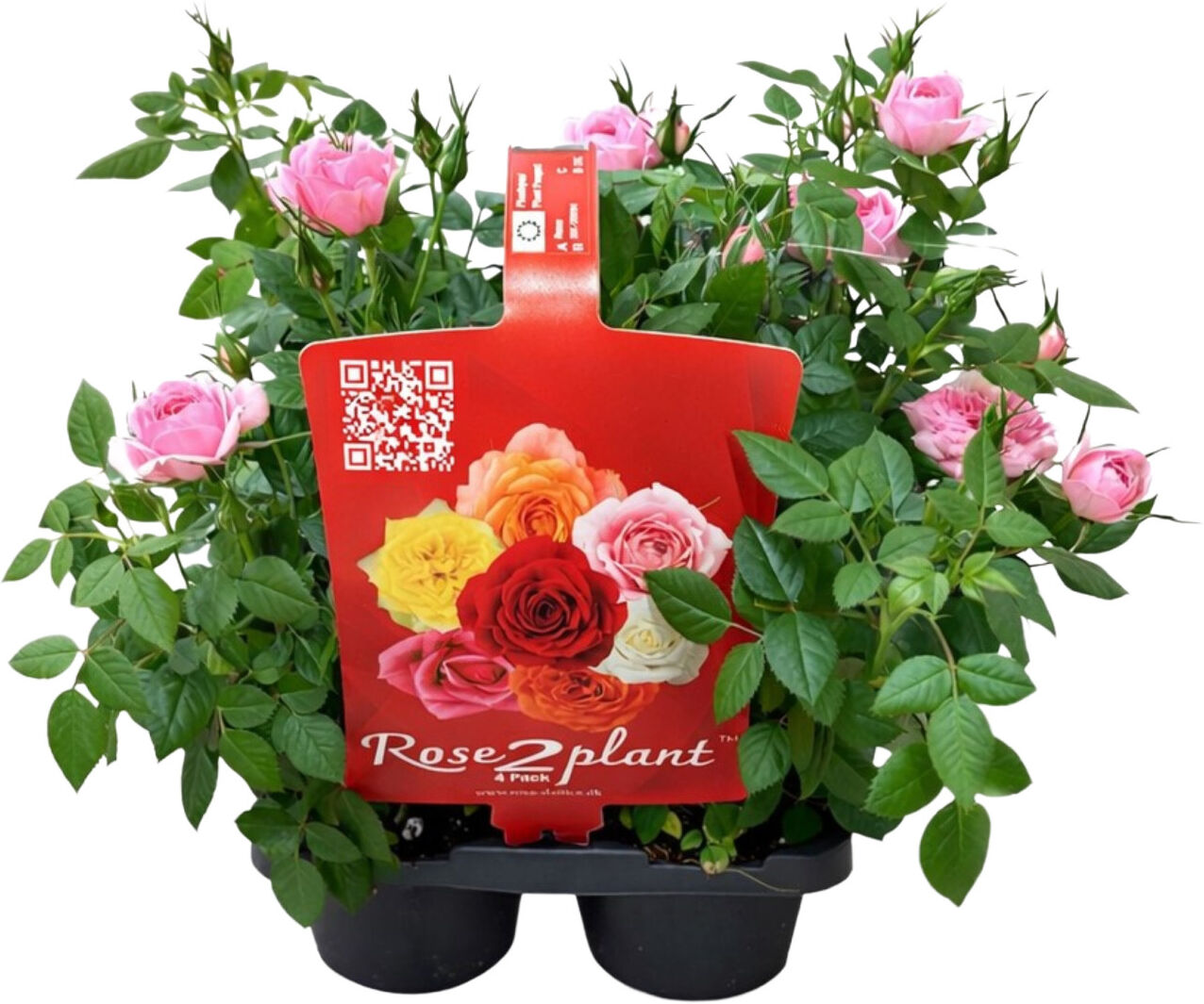 Pflanzen Freilandrosen Mix Rosa Hybriden mehrfarbig 4er Pack Multitopf