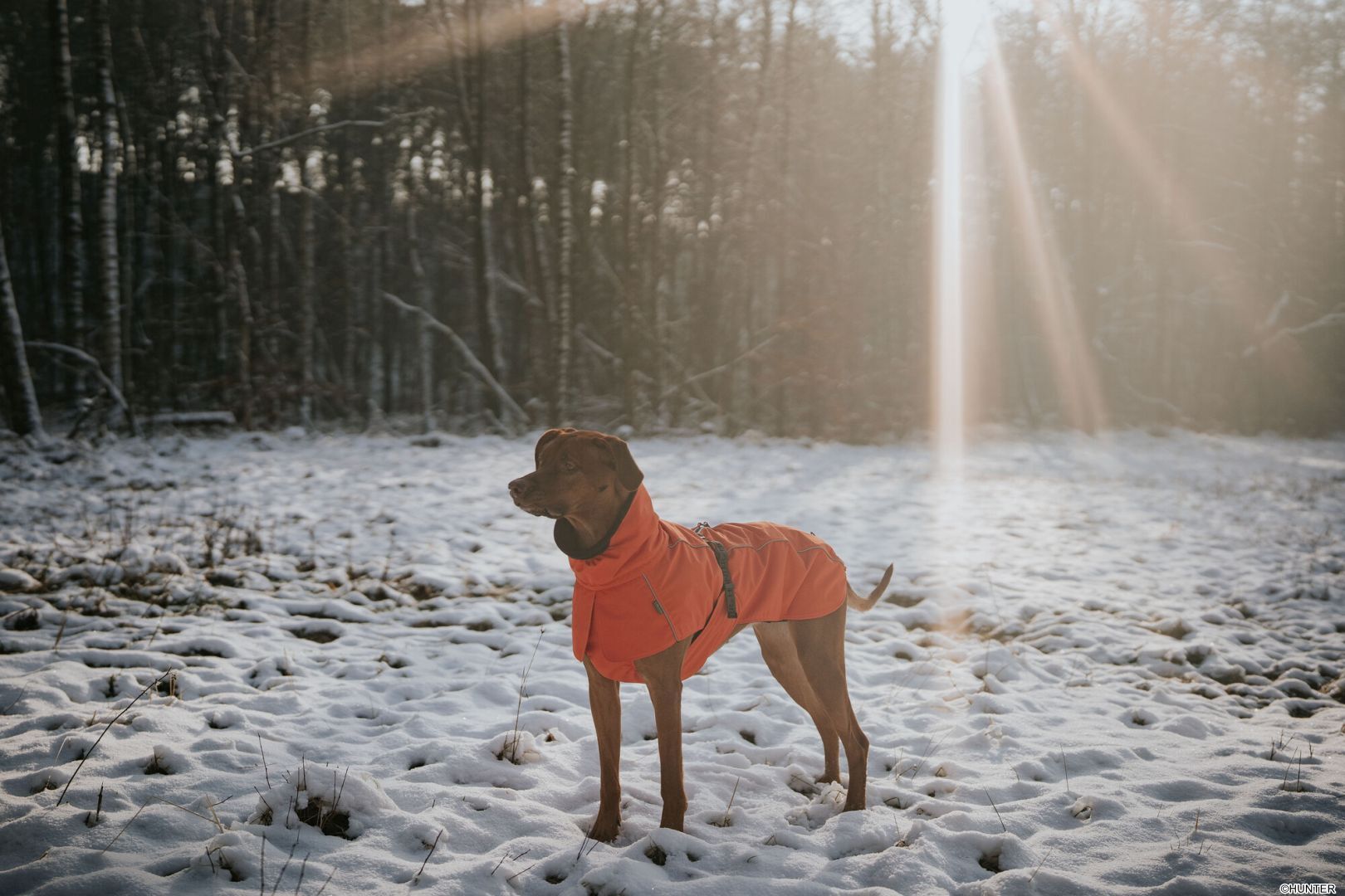 DOG SPORT HUNTER Hundemantel Nordby 50 orange