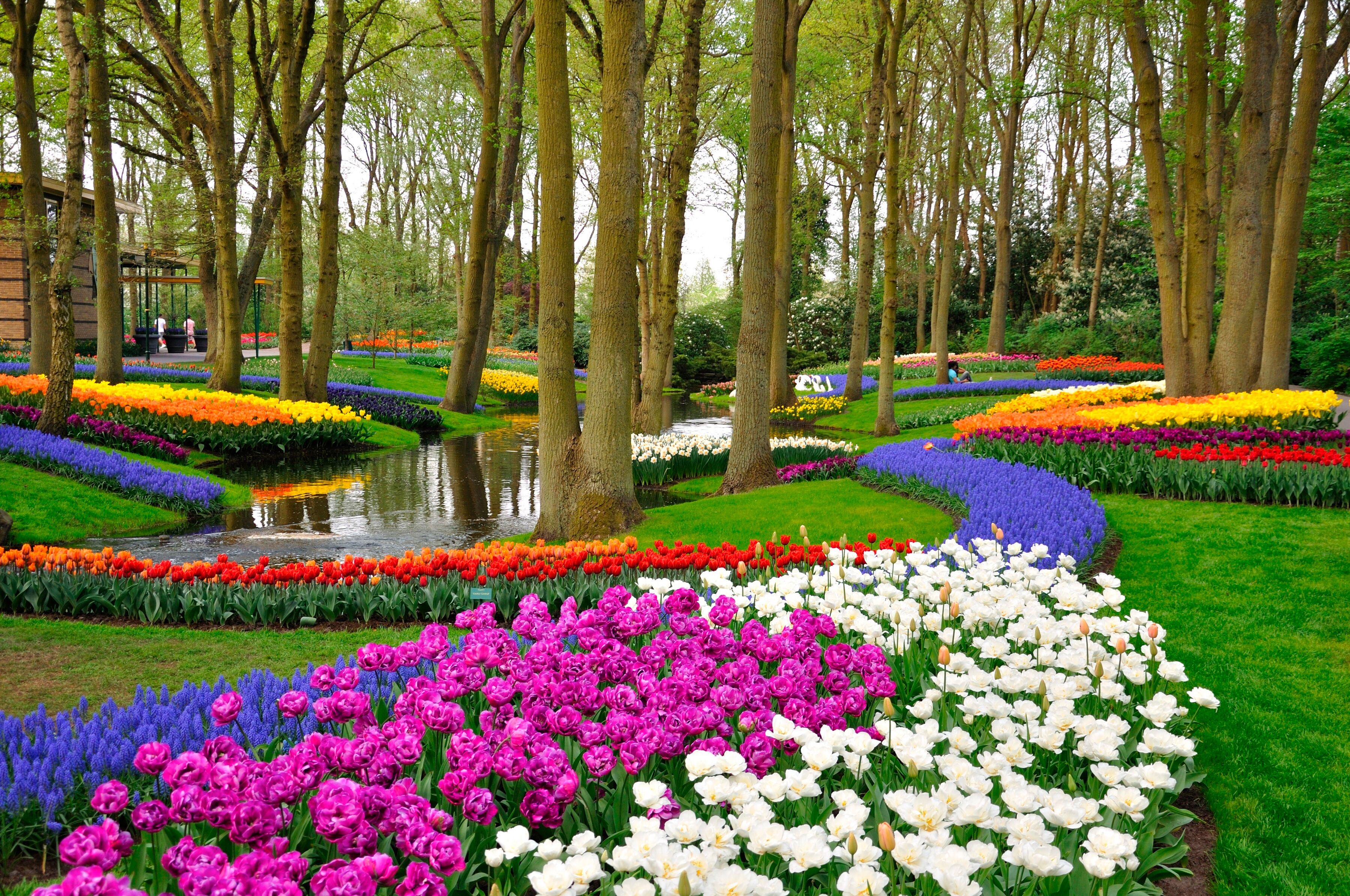 Fototapete PAPERMOON "Tulips in Keukenhof Park", bunt, B:3,5m L:2,6m, Vlies, Tapeten, Fototapete bunt B/L: 3,5m x 2,6m, Bahnen: 7 Stk.