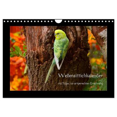 Wellensittichkalender mit Tipps zur artgerechten Ernährung (Wandkalender 2027 DIN A4 quer), CALVENDO Monatskalender