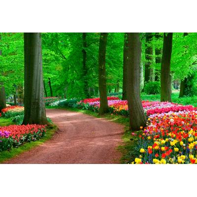 Fototapete PAPERMOON "Tulips Spring Landscape", bunt, B:4m L:2,6m, Vlies, Tapeten