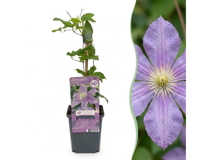 Green boutiQ - 2x Clematis Justa - Bosrank - Licht Blauw - Klimplant - Ø9cm - 35cm