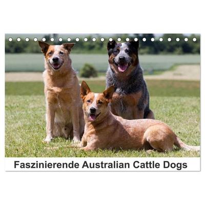 Faszinierende Australian Cattle Dogs (Tischkalender 2027 DIN A5 quer), CALVENDO Monatskalender