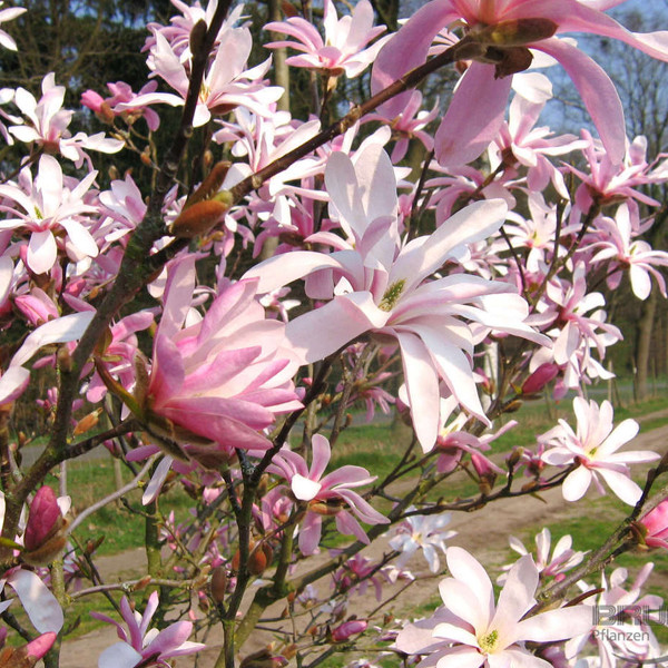 Magnolia loebneri Leonard Messel in pot - 50-60 cm