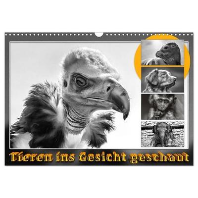 Tieren ins Gesicht geschaut (Wandkalender 2026 DIN A3 quer), CALVENDO Monatskalender