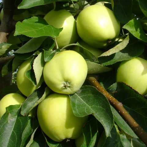 Pflanzen Apfelbaum Malus Weißer Klarapfel 7,5 L Container