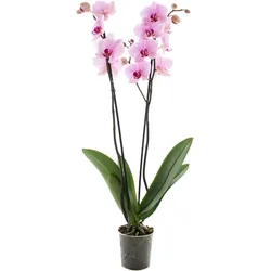Orchidee Extra (Phalaenopsis) 2 Triebe, hellrosa, d12