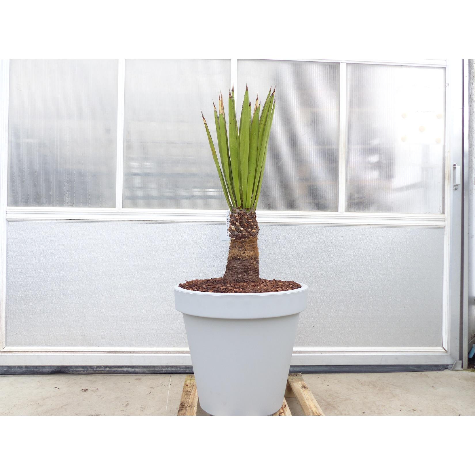 Yucca Faxoniana, 140 cm, Stamm 30 cm, Faxon Yucca, Palmilla, winterhart -20C