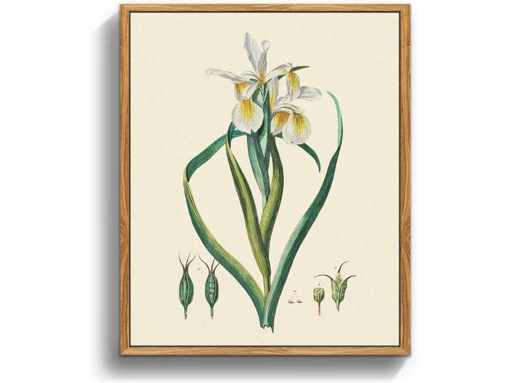 Leinwandbild mit Rahmen Iris Botanisch 20 x 25 cm, Mehrfarbig, Holz, 20x0.5 cm, Bilder & Rahmen, Bilder, Leinwandbilder