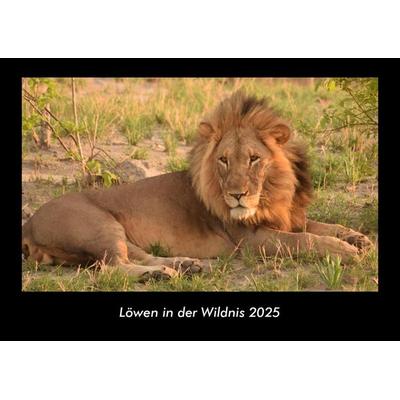Löwen in der Wildnis 2025 Fotokalender DIN A3