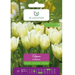 Tulpe „Purissima“, 5 Stück