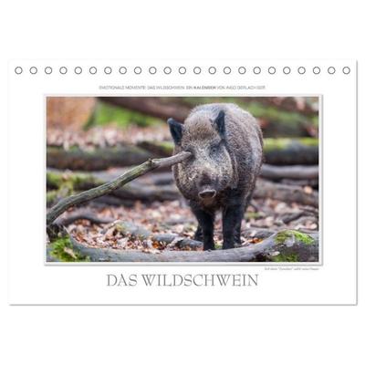Emotionale Momente: Das Wildschwein. (Tischkalender 2026 DIN A5 quer), CALVENDO Monatskalender
