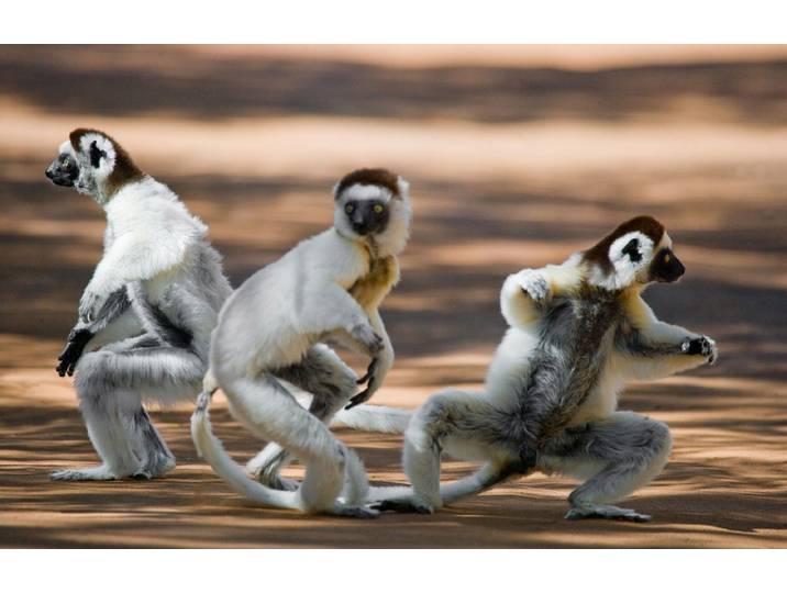 Papermoon Tanzende Sifakas