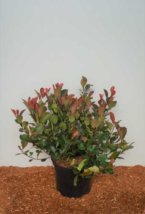 Pflanzen Glanzmispel 'Red Robin' 5 l Container, Heckenpflanze