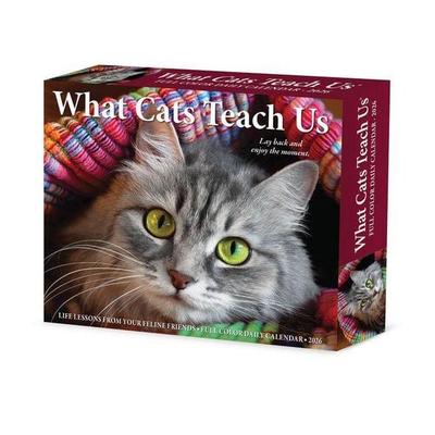 What Cats Teach Us 2026 Box Calendar