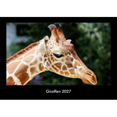 Giraffen 2027 Fotokalender DIN A3