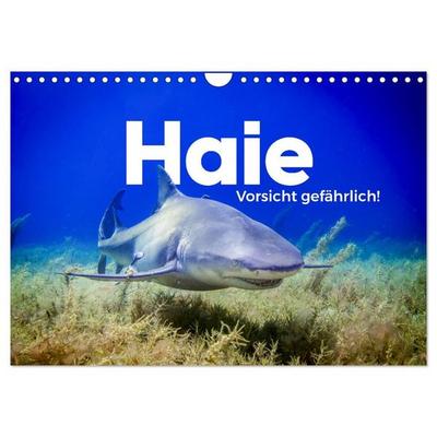 Haie - Vorsicht gefährlich! (Wandkalender 2027 DIN A4 quer), CALVENDO Monatskalender