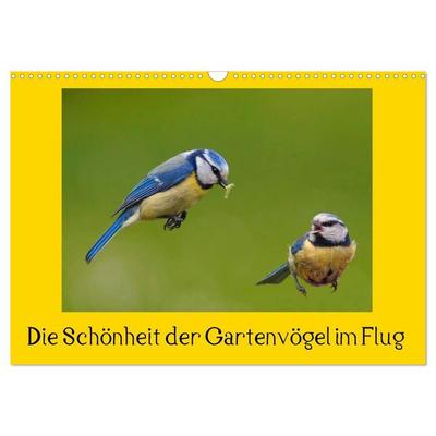Die Schönheit der Gartenvögel im Flug (Wandkalender 2027 DIN A3 quer), CALVENDO Monatskalender
