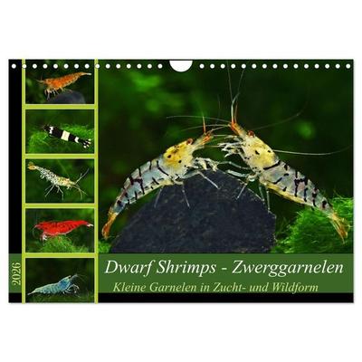 Dwarf Shrimps - Zwerggarnelen (Wandkalender 2026 DIN A4 quer), CALVENDO Monatskalender