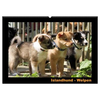 Islandhund - Welpen / CH-Version (Wandkalender 2027 DIN A2 quer), CALVENDO Monatskalender