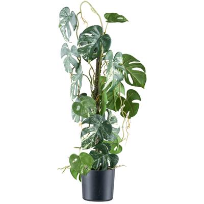 Kunstpflanze CREATIV GREEN "Philodendron varigata", grün (grünweiß), H:66cm, Kunststoff, Kunstpflanzen, Kunstpflanze, mit verschlungenem Stamm