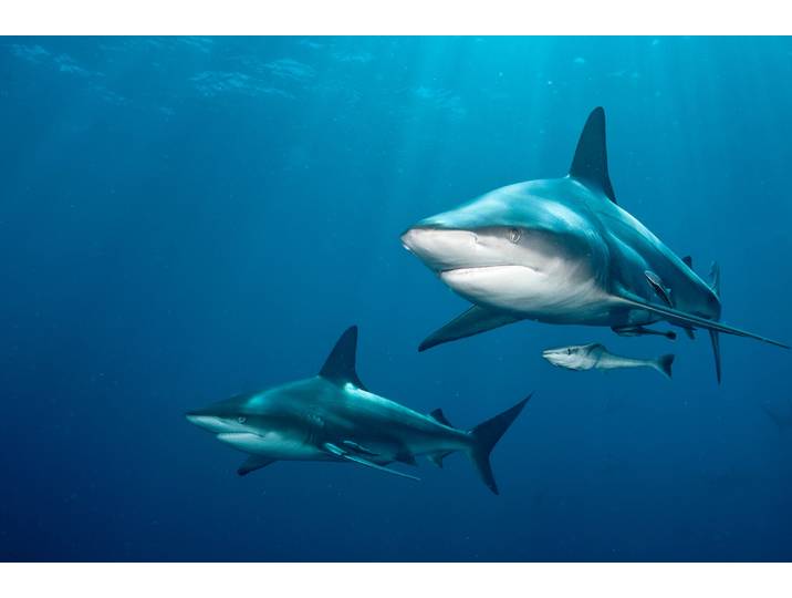 Fototapete PAPERMOON SCHWARZSPITZEN-HAI-MEER UNTERWASSERWELT FISCHE DELFIN , bunt, B:2,5m L:1,86m, Vlies, Tapeten, Fototapete