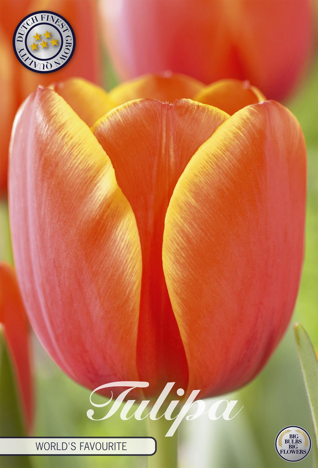 Sam van Schooten Tulpe World's Favourite Tulpbollen (7 stuks)