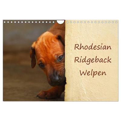 Rhodesian Ridgeback Welpen (Wandkalender 2026 DIN A4 quer), CALVENDO Monatskalender