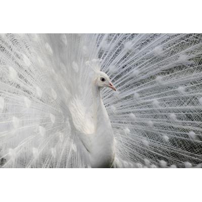 Fototapete PAPERMOON "Photo-Art VICTORIA IVANOVA, WIE WEIß WIE SCHNEE", bunt, B:3m L:2,23m, Vlies, Tapeten