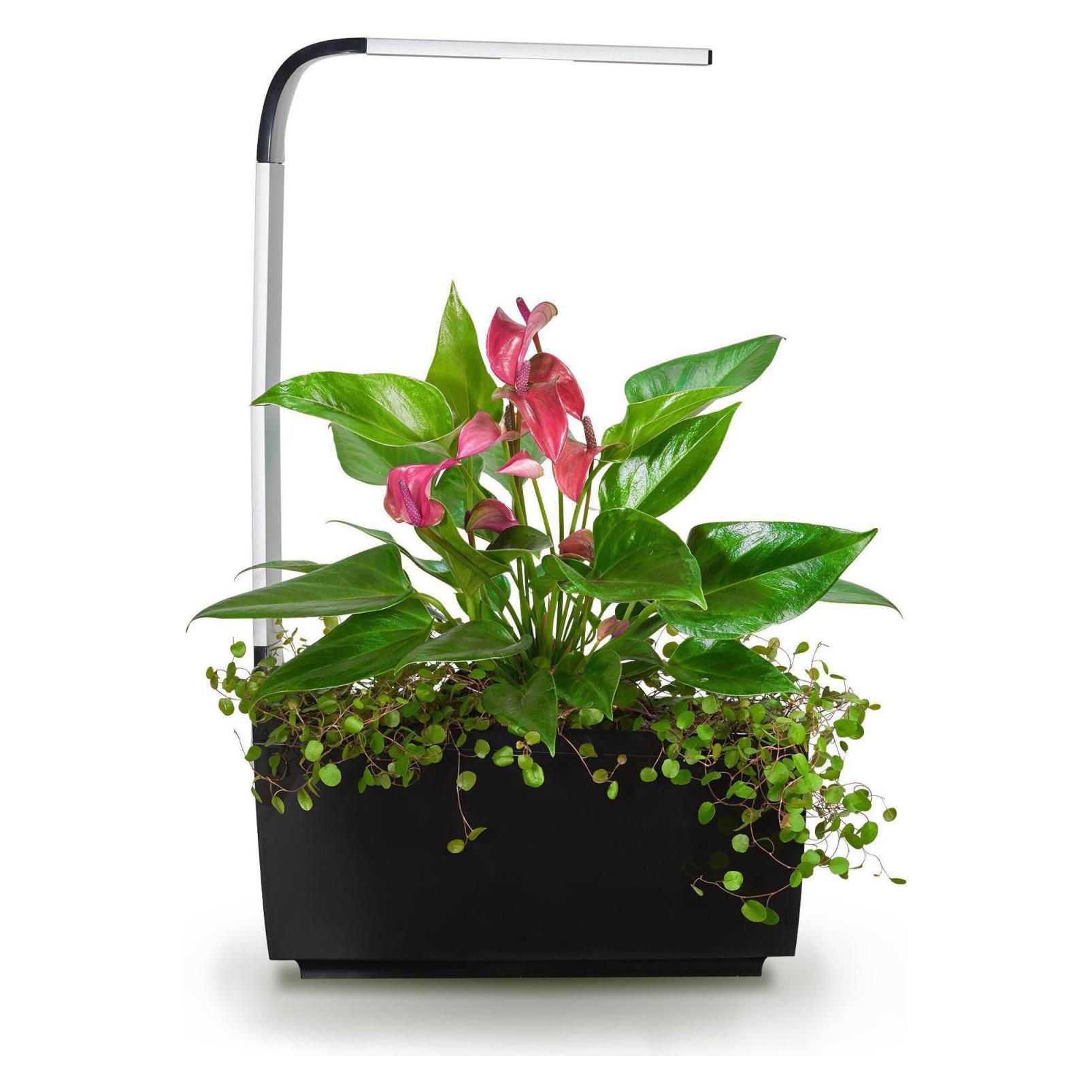 Tregren Kitchen Garden (17.50 x 34.50 x 44 cm) (T6 Black)