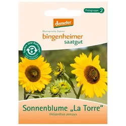 Sonnenblume "La Torre" - Helianthus annus