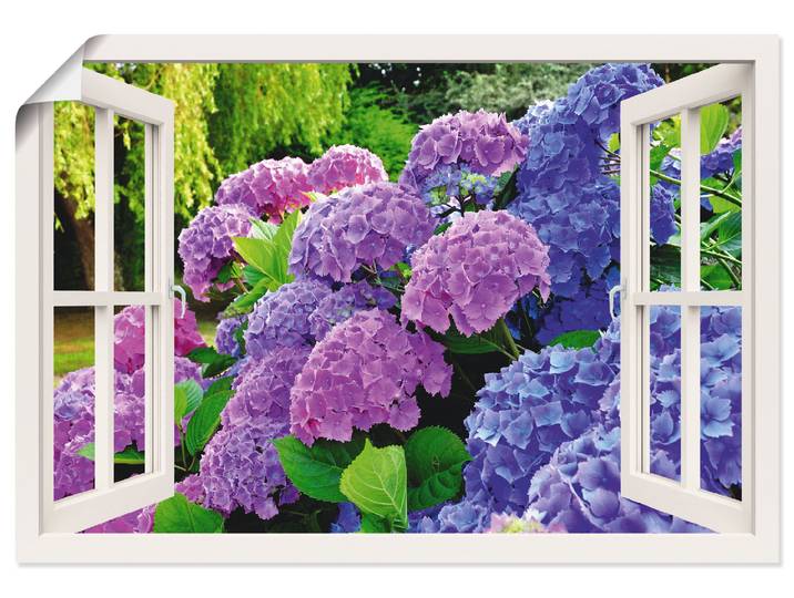 Poster ARTLAND Fensterblick Hortensien im Garten , lila (farbe bild(er): lila), B:70cm H:50cm, Bilder, Poster, ohne Rahmen