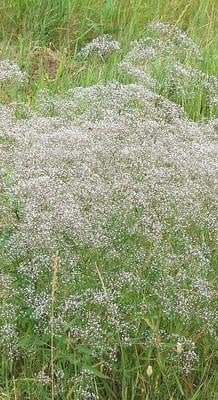 6 x Gypsophila paniculata Schneeflocke Gipskruid, Potmaat: 9 x 9 cm, GRDplanten