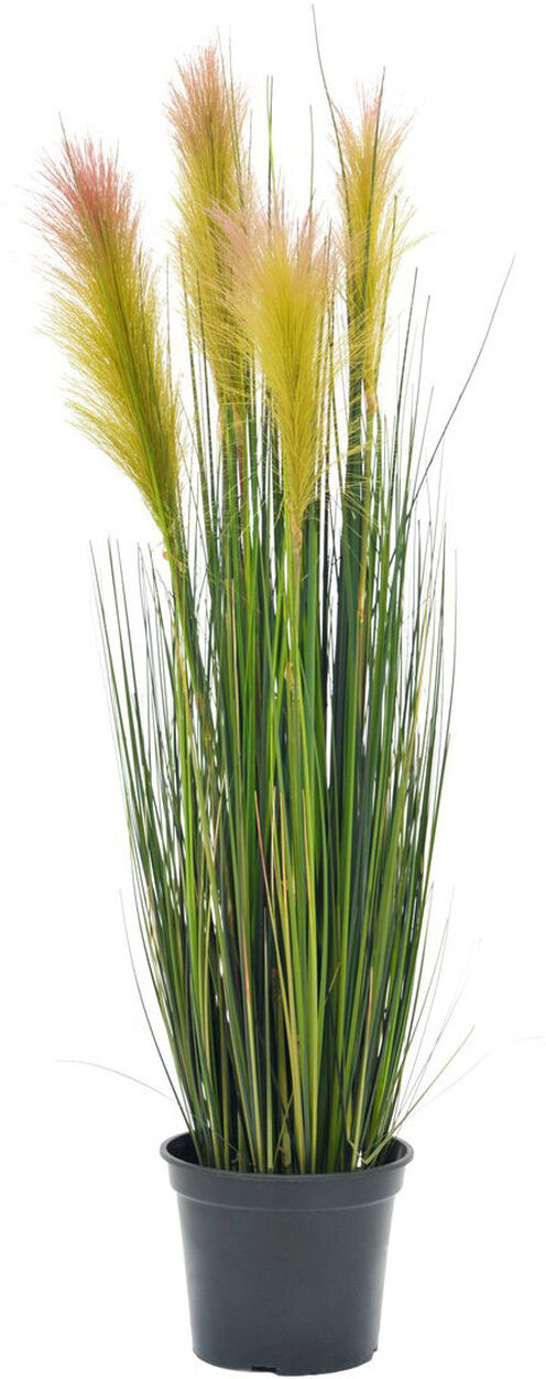 Europalms Federgras, Rosé, 90cm
