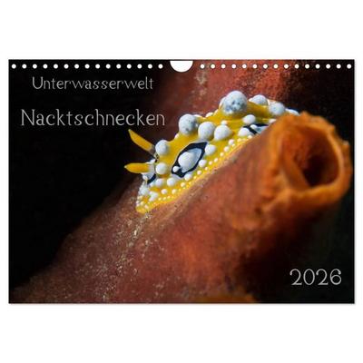 Unterwasserwelt Nacktschnecken (Wandkalender 2026 DIN A4 quer), CALVENDO Monatskalender