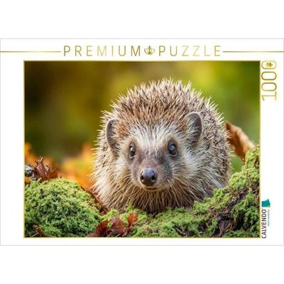 CALVENDO Puzzle Ein Igel krabbelt durch buntes Laub und Moos - der Herbst ist da | 1000 Teile Lege-Größe 64x48cm Foto-Puzzle für glückliche Stunden