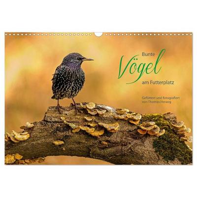 Bunte Vögel am Futterplatz (Wandkalender 2027 DIN A3 quer), CALVENDO Monatskalender