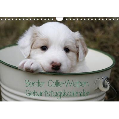 Border Collie-Welpen Geburtstagskalender (Wandkalender immerwährend DIN A4 quer)