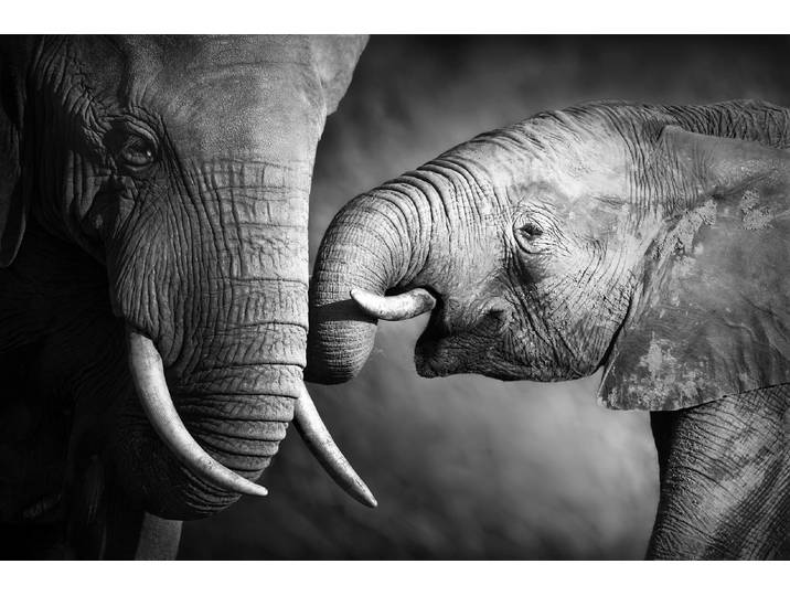 Leinwandbild QUEENCE Elefant , schwarz (farbe bild(er): schwarz), B:60cm H:40cm, Canvas, Holzrahmen, Bilder, Leinwandbild, Premium-Leinwandstoff, Handarbeit aus Deutschland, 60x40cm
