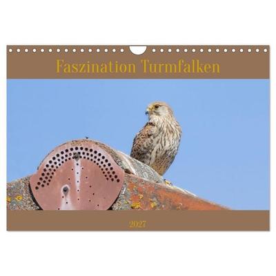 Faszination Turmfalken (Wandkalender 2027 DIN A4 quer), CALVENDO Monatskalender