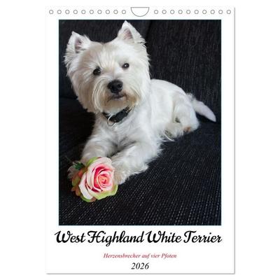 West Highland White Terrier - Herzensbrecher auf vier Pfoten (Wandkalender 2026 DIN A4 hoch), CALVENDO Monatskalender