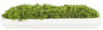 Creative Labs Moss Arrangement in Wood Dough Bowl - Green