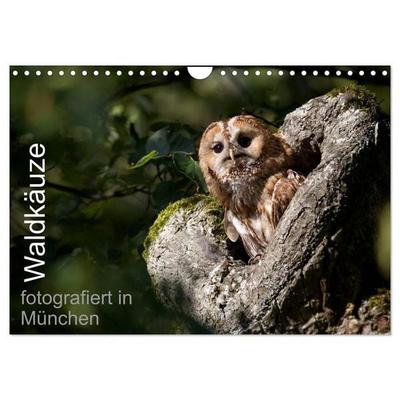Waldkäuze, fotografiert in München (Wandkalender 2027 DIN A4 quer), CALVENDO Monatskalender